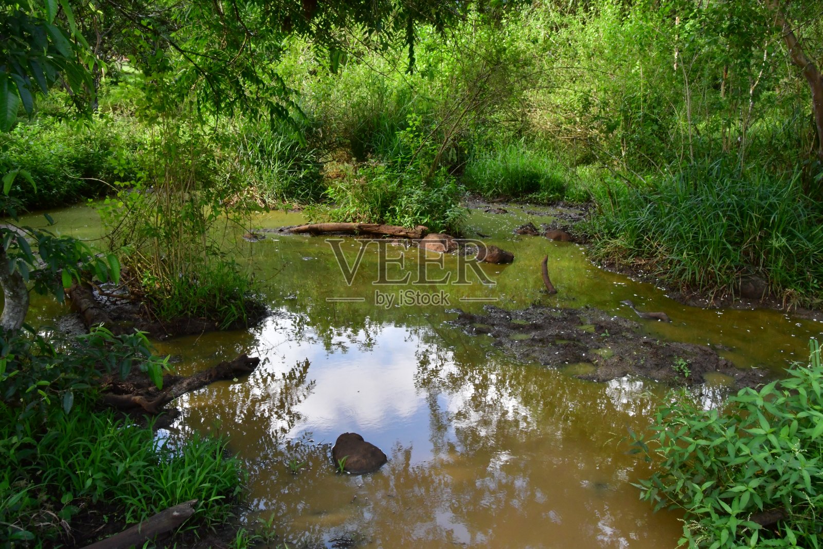 加拉帕戈斯群岛中茂密植被中间的小水塘照片摄影图片