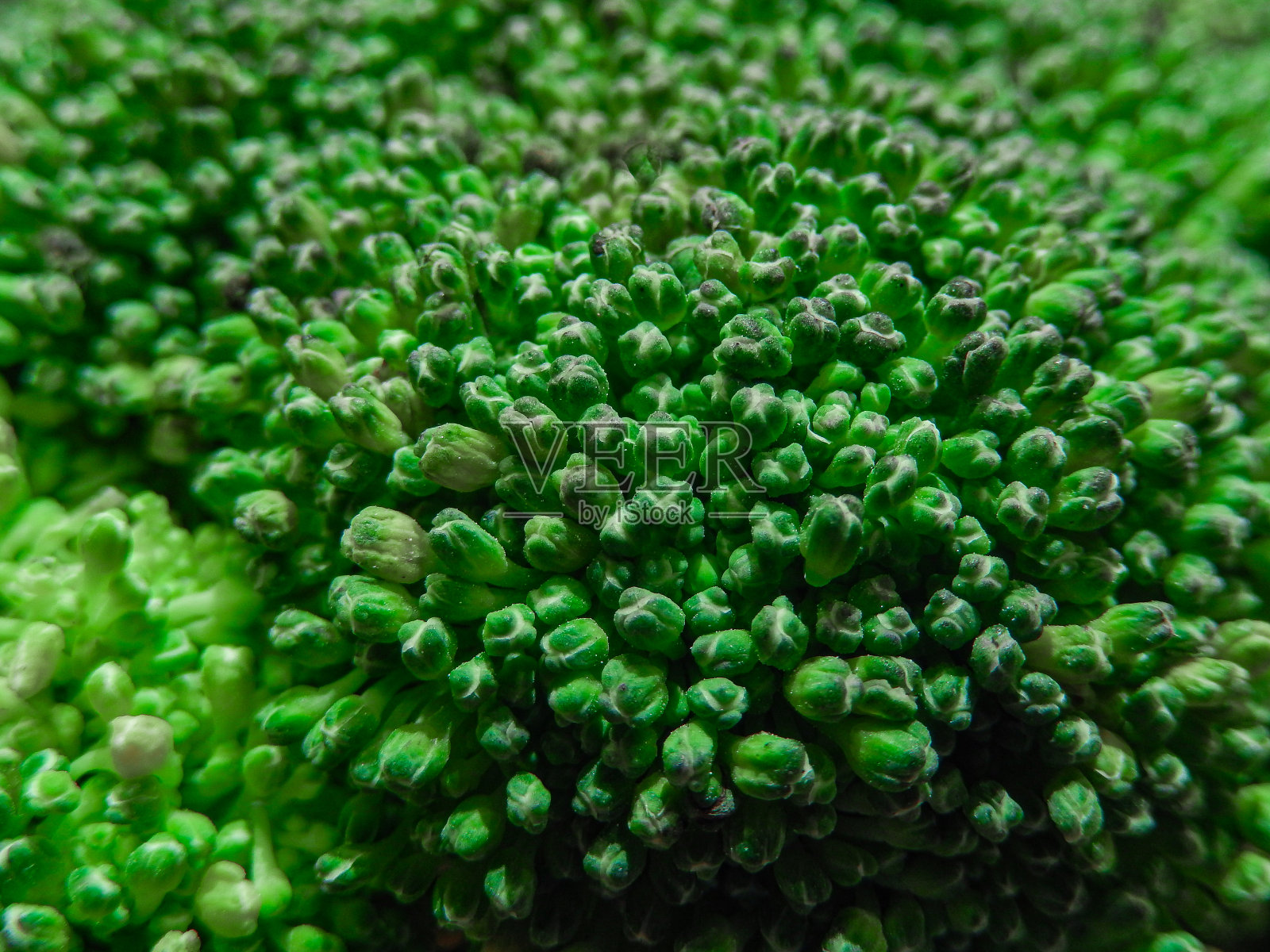 新鲜的绿色花椰菜花序特写照片摄影图片