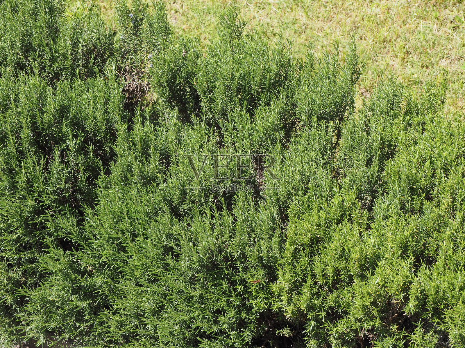 迷迭香迷迭香属植物照片摄影图片