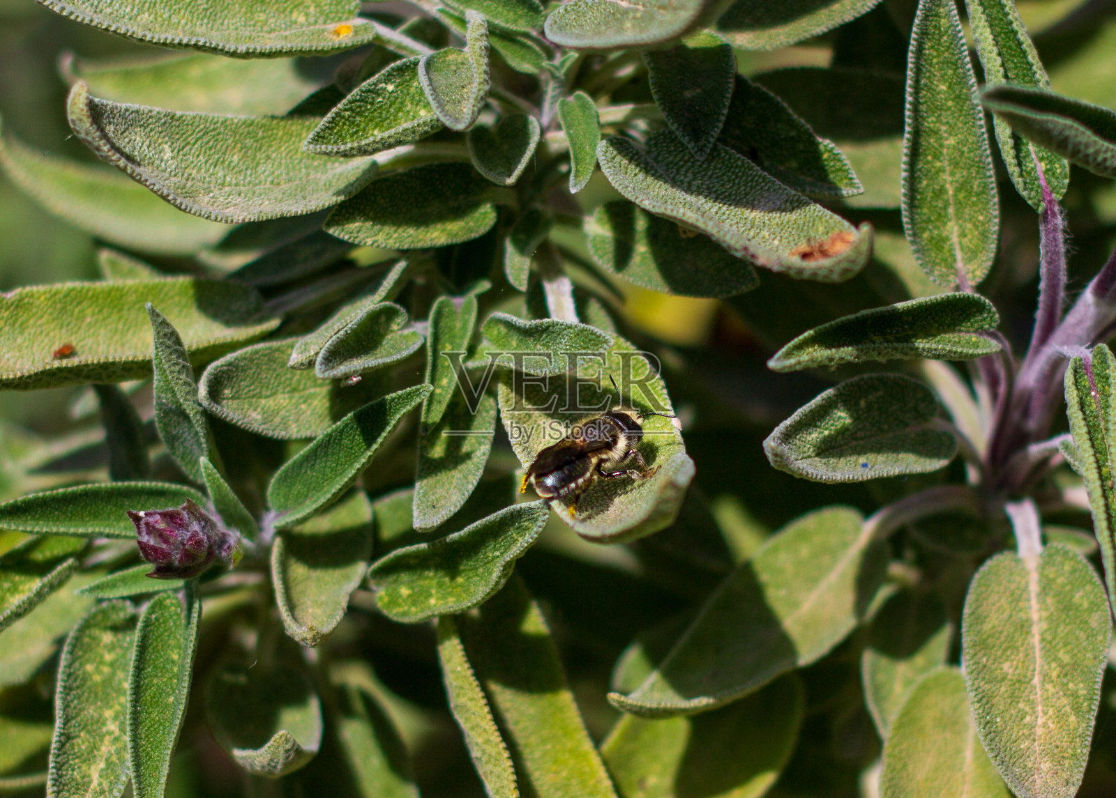 叶子上孤立的小蜜蜂照片摄影图片