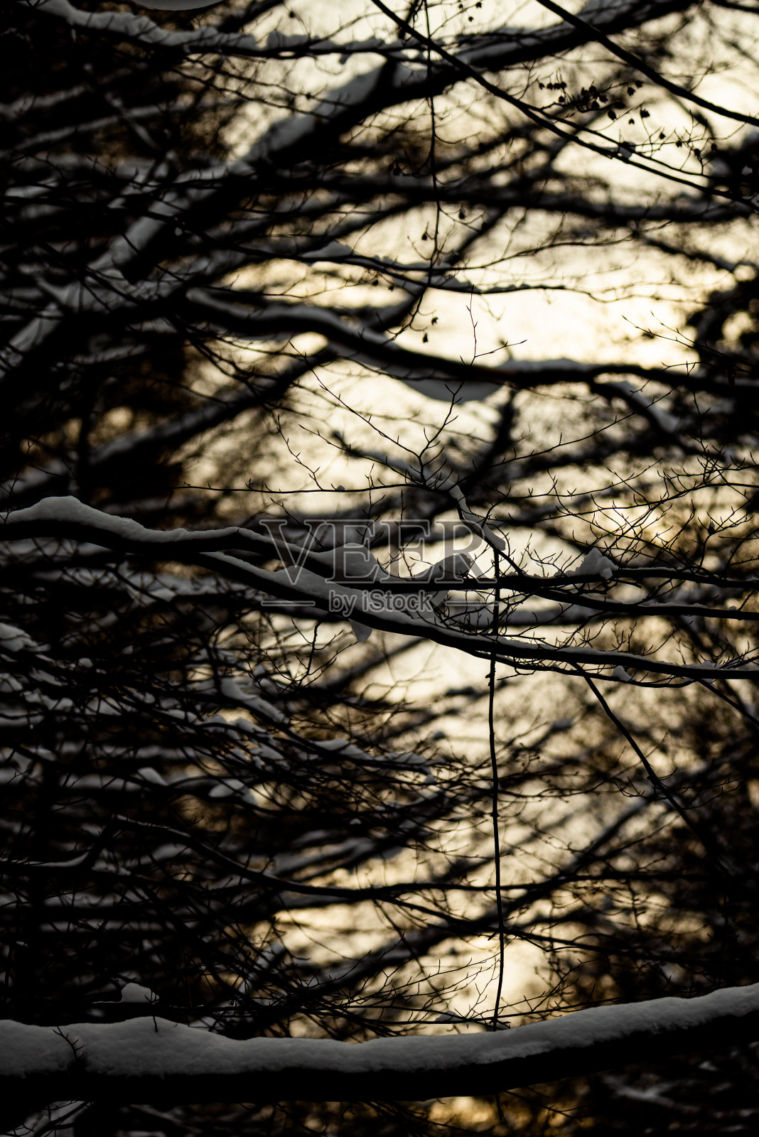 日落时,树木被新雪覆盖照片摄影图片