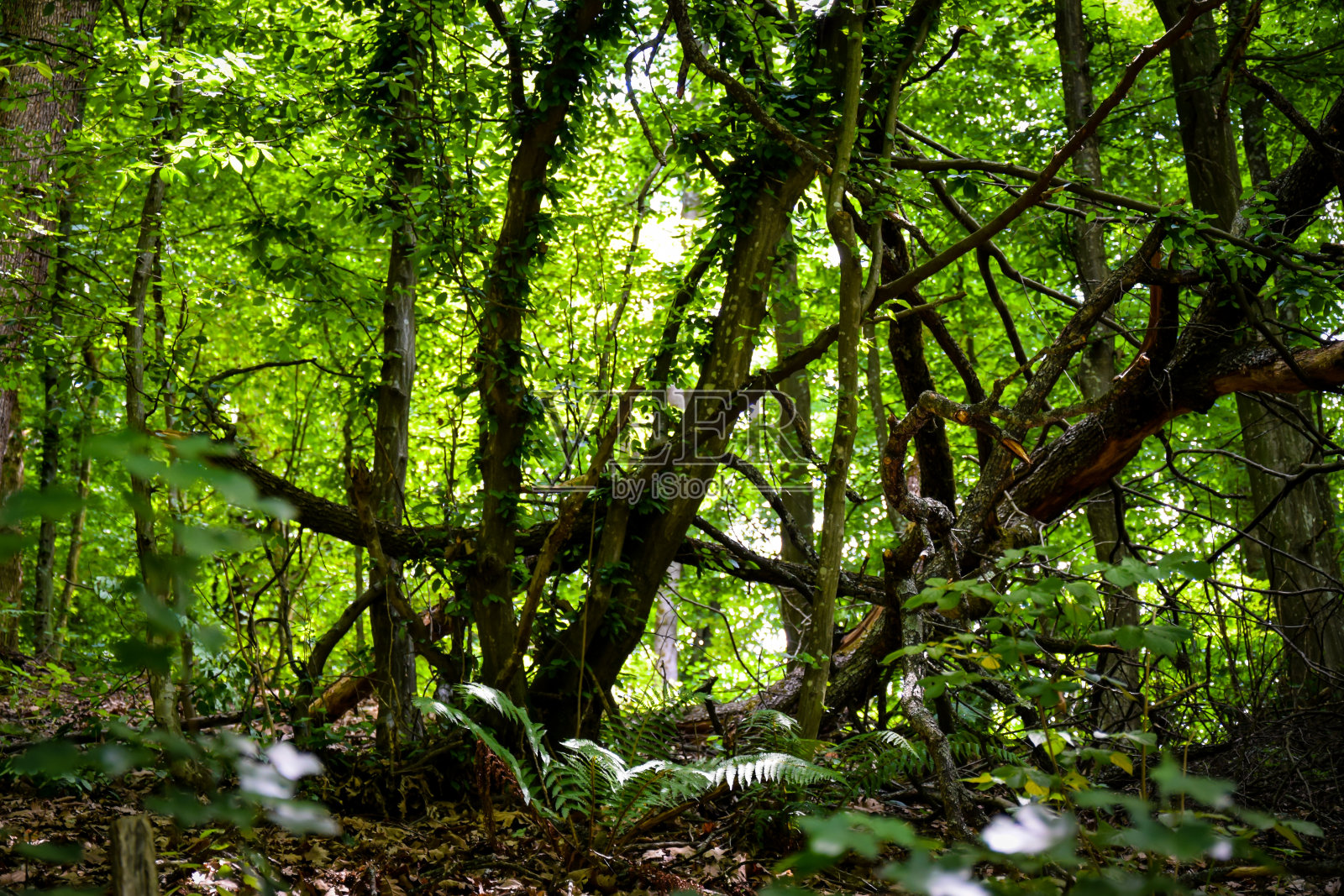 走进大自然照片摄影图片