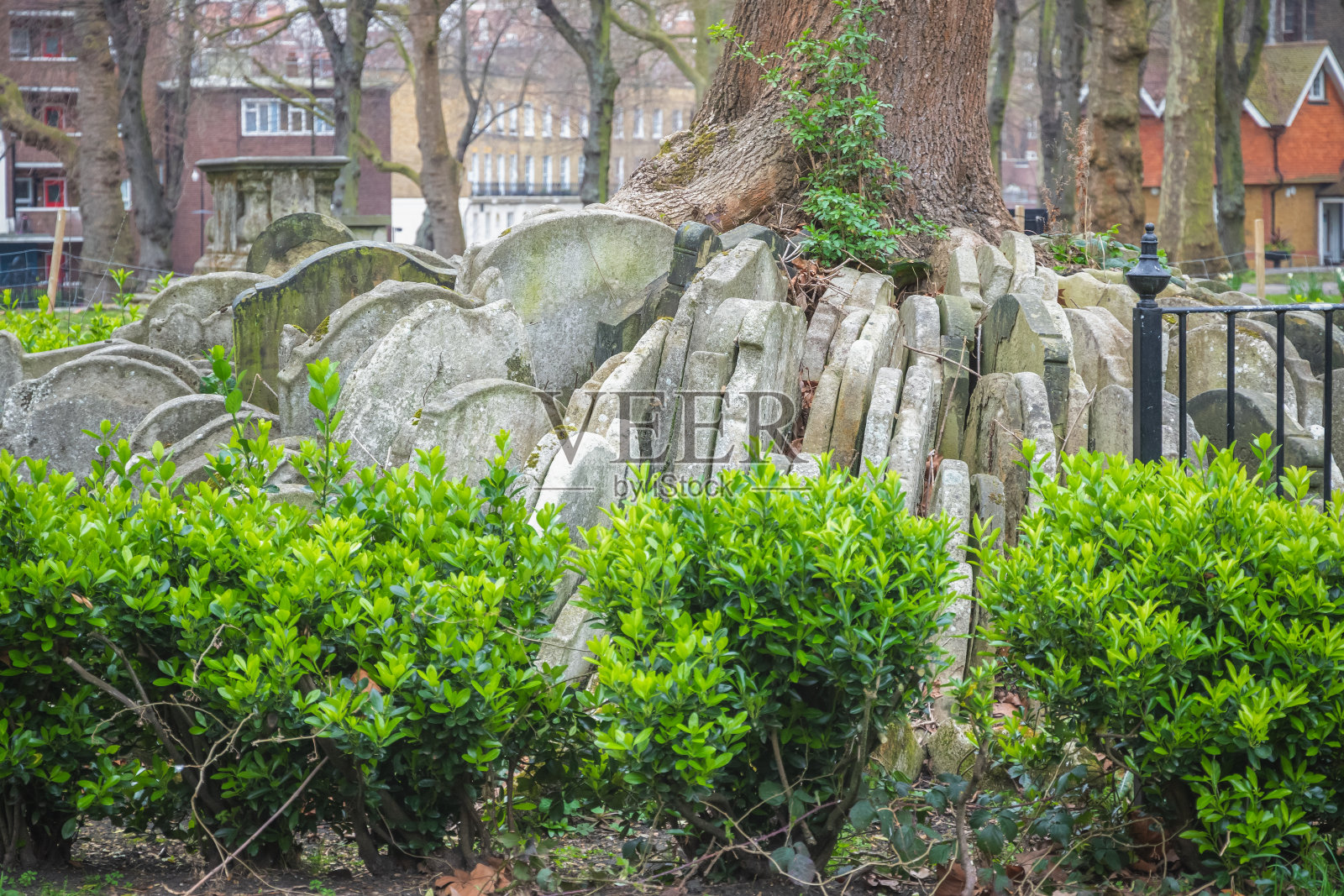 伦敦圣潘克拉斯老教堂的耐寒树照片摄影图片