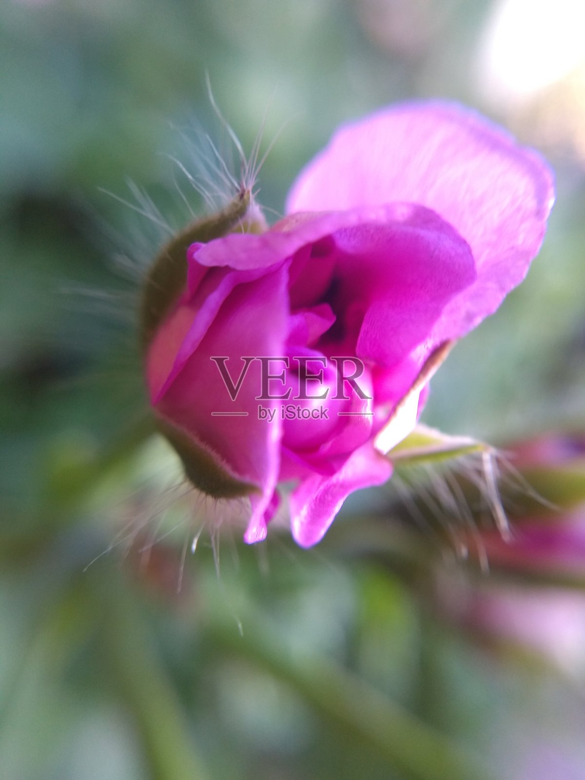 花蕾照片摄影图片