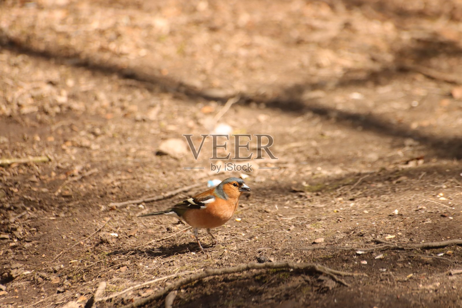 在树林里照片摄影图片