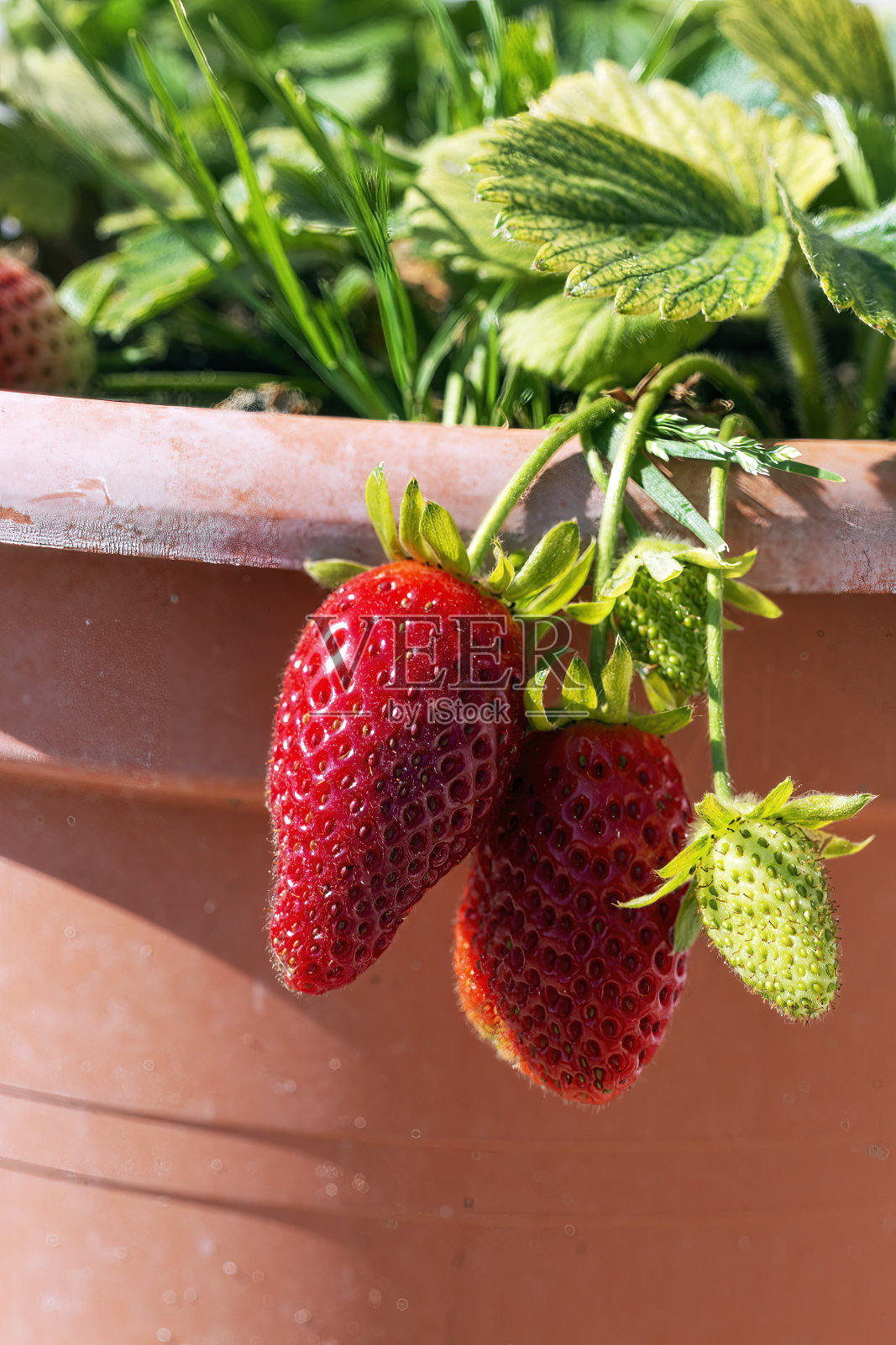 草莓生长照片摄影图片