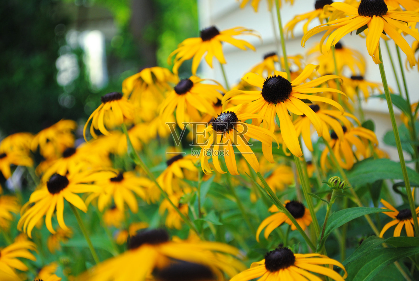 黑眼苏珊照片摄影图片