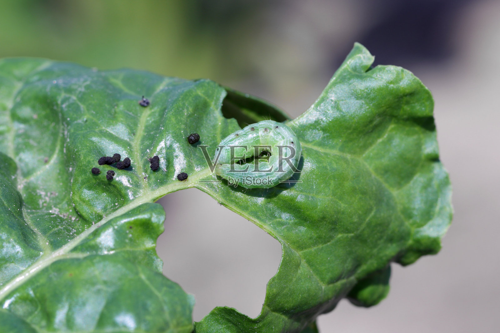 银Y毛虫是夜蛾科的一种迁徙蛾。照片摄影图片