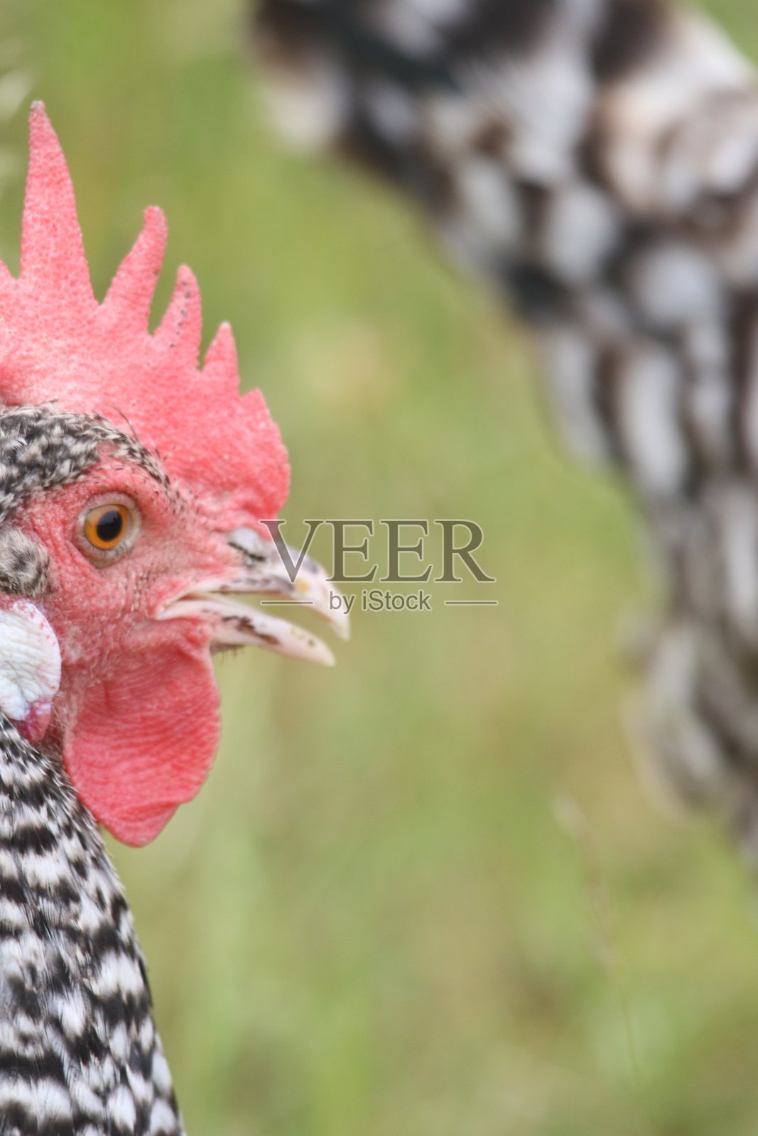鸡头的侧视图照片摄影图片