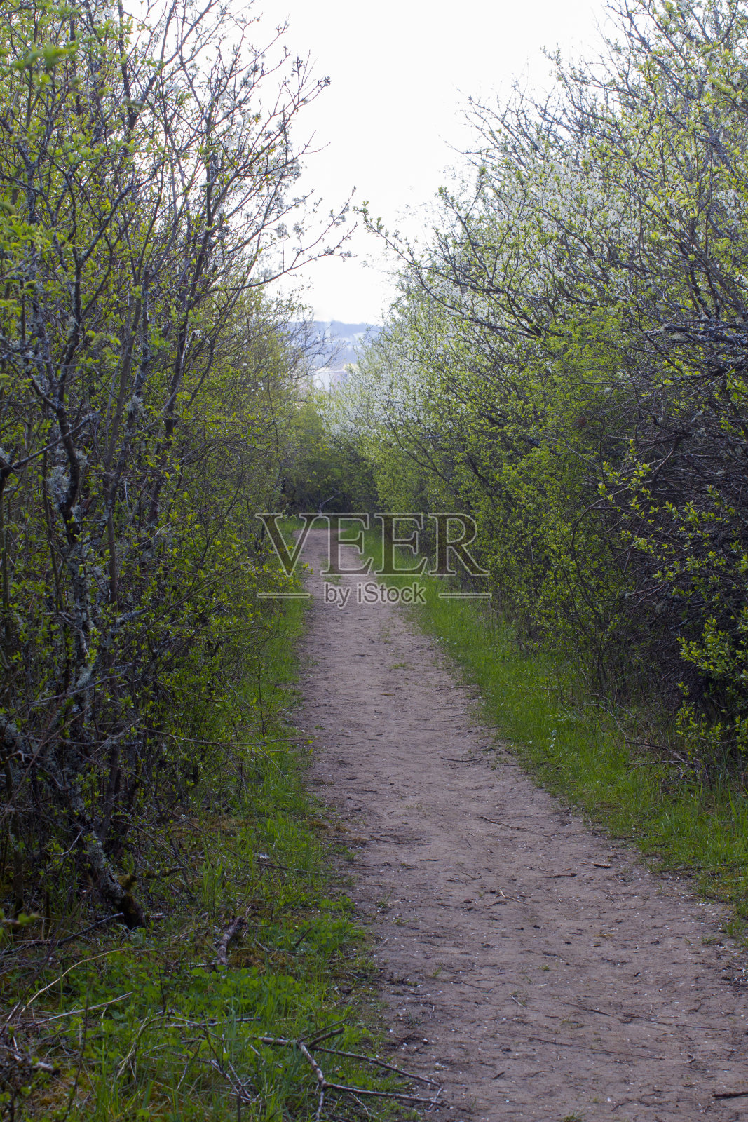 泥土通过春天的灌木丛,未知的未来的概念照片摄影图片