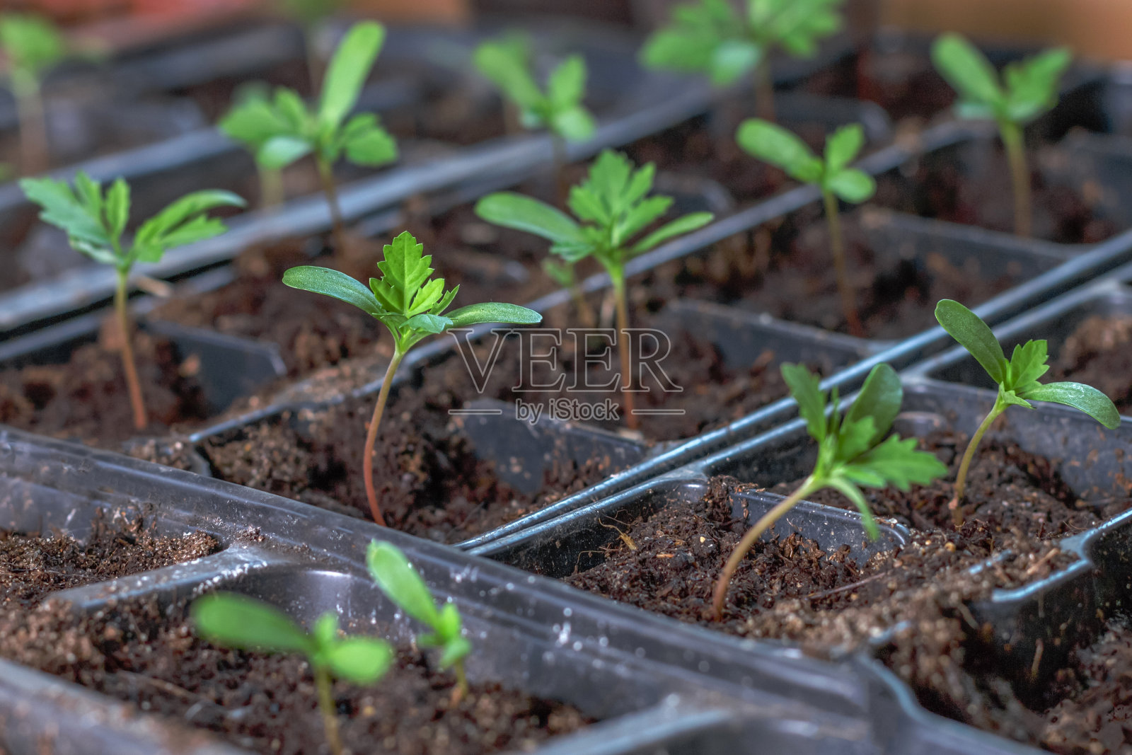 小小的四叶芽苗插在装满土壤的黑盒子里照片摄影图片