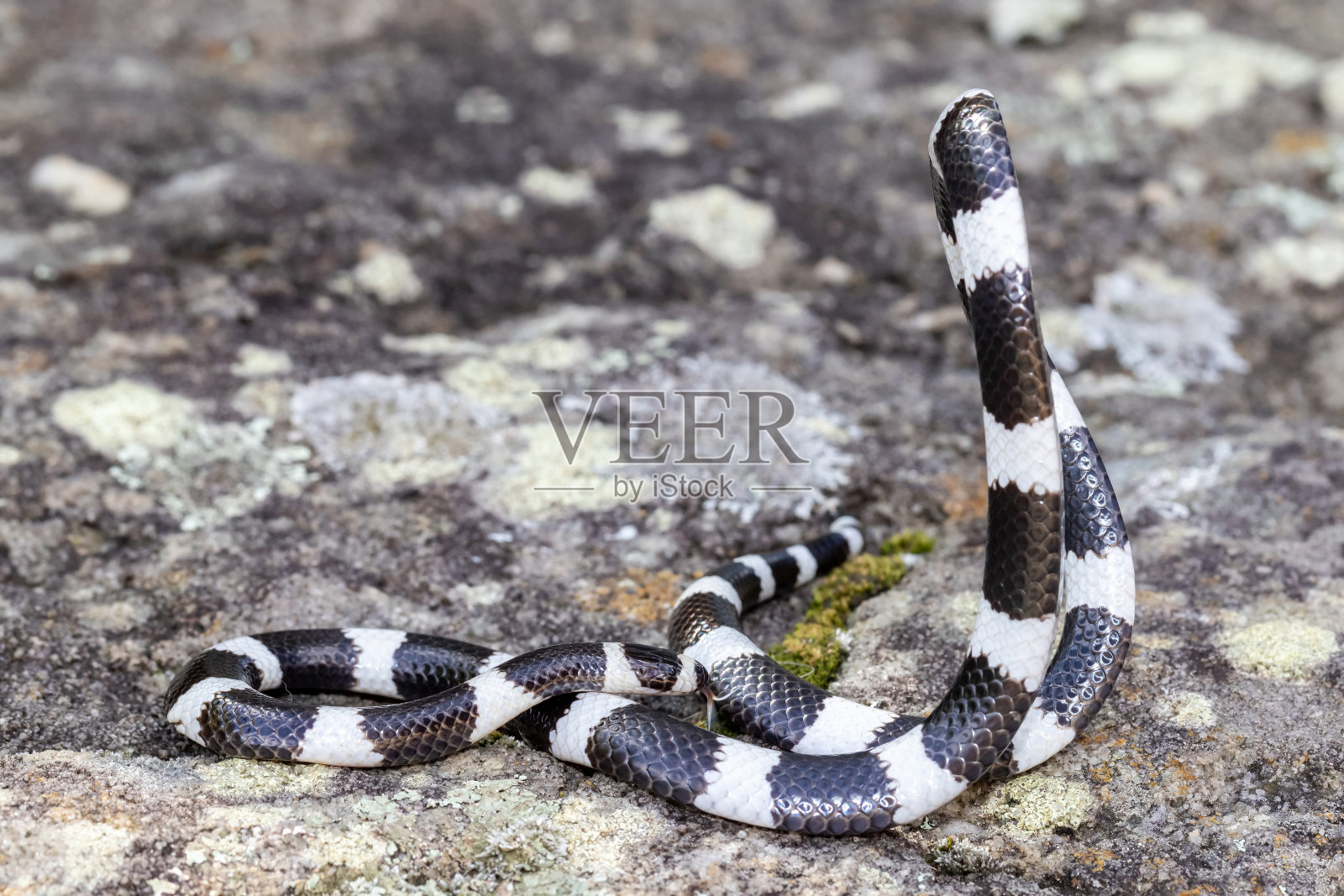 蝰蛇打来打去的蛇照片摄影图片