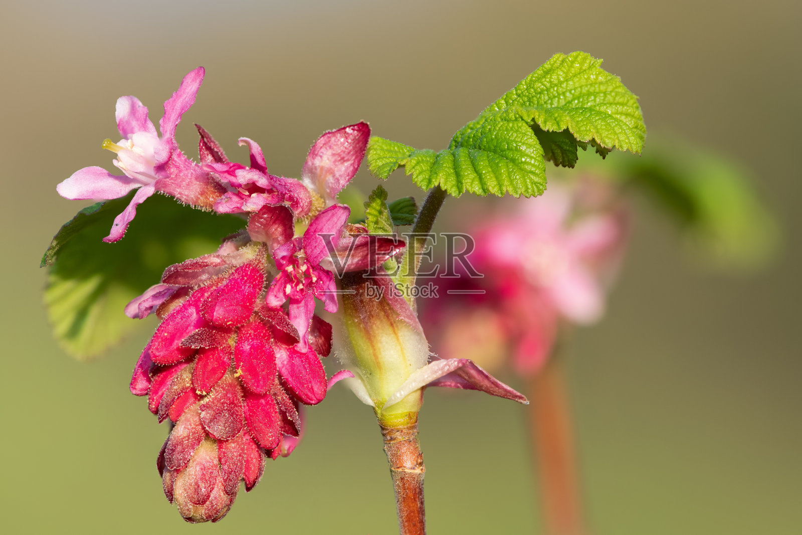 红醋栗(红血球)灌木照片摄影图片