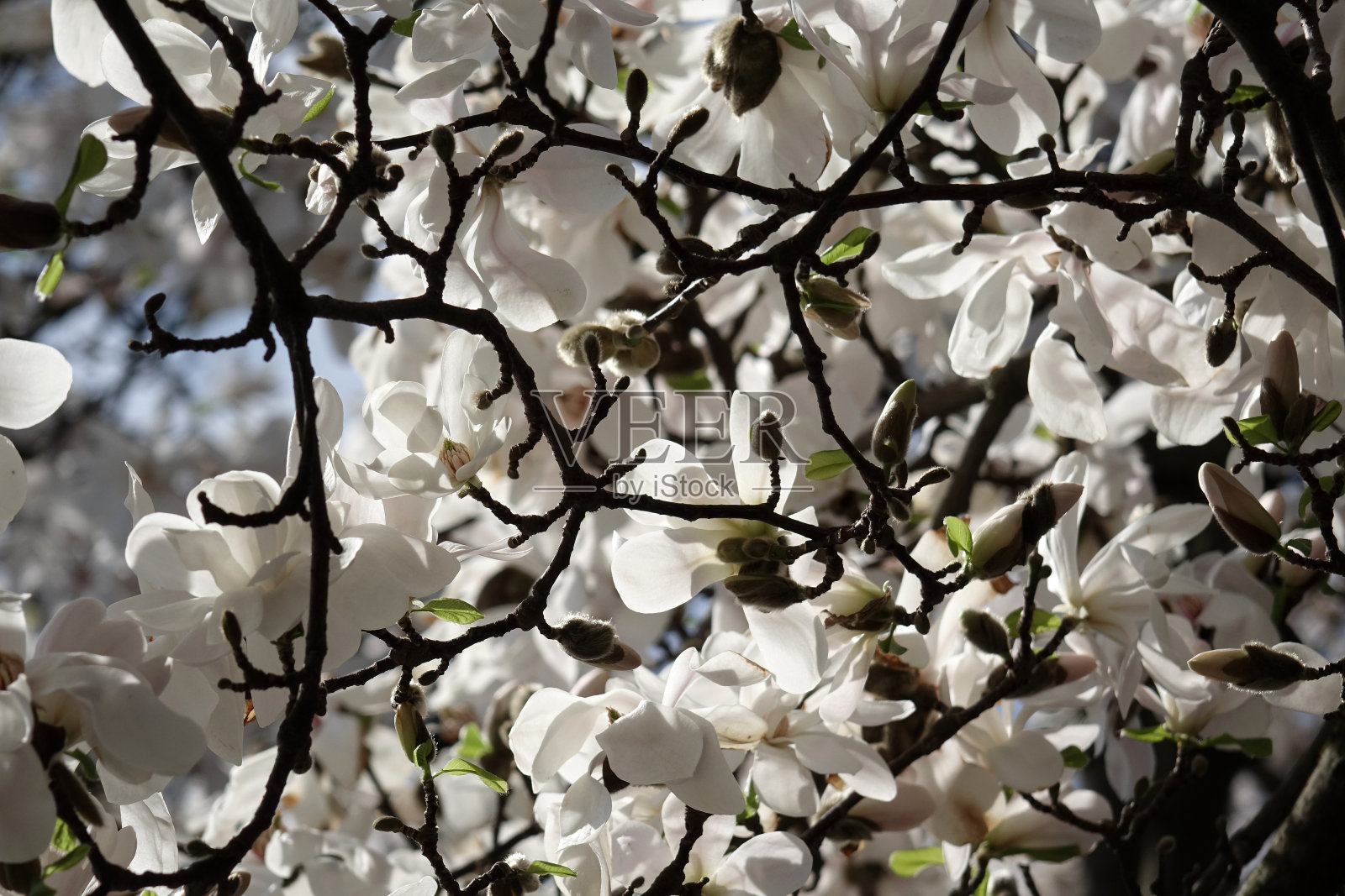 在春天开花照片摄影图片