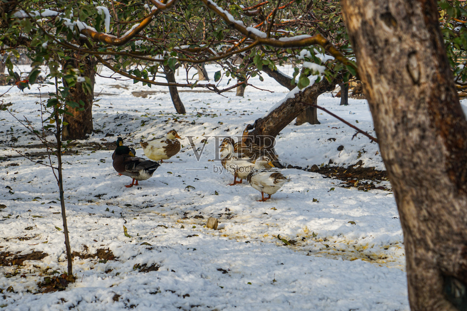 果园里的鸭子在雪地上照片摄影图片