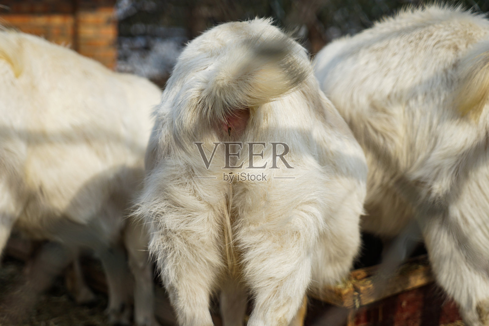 山羊臀山羊家禽照片摄影图片