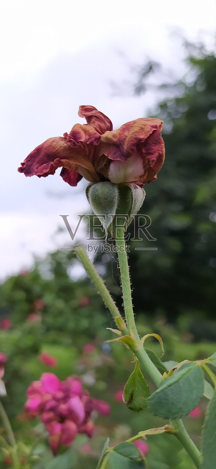 美丽的粉色玫瑰花照片摄影图片