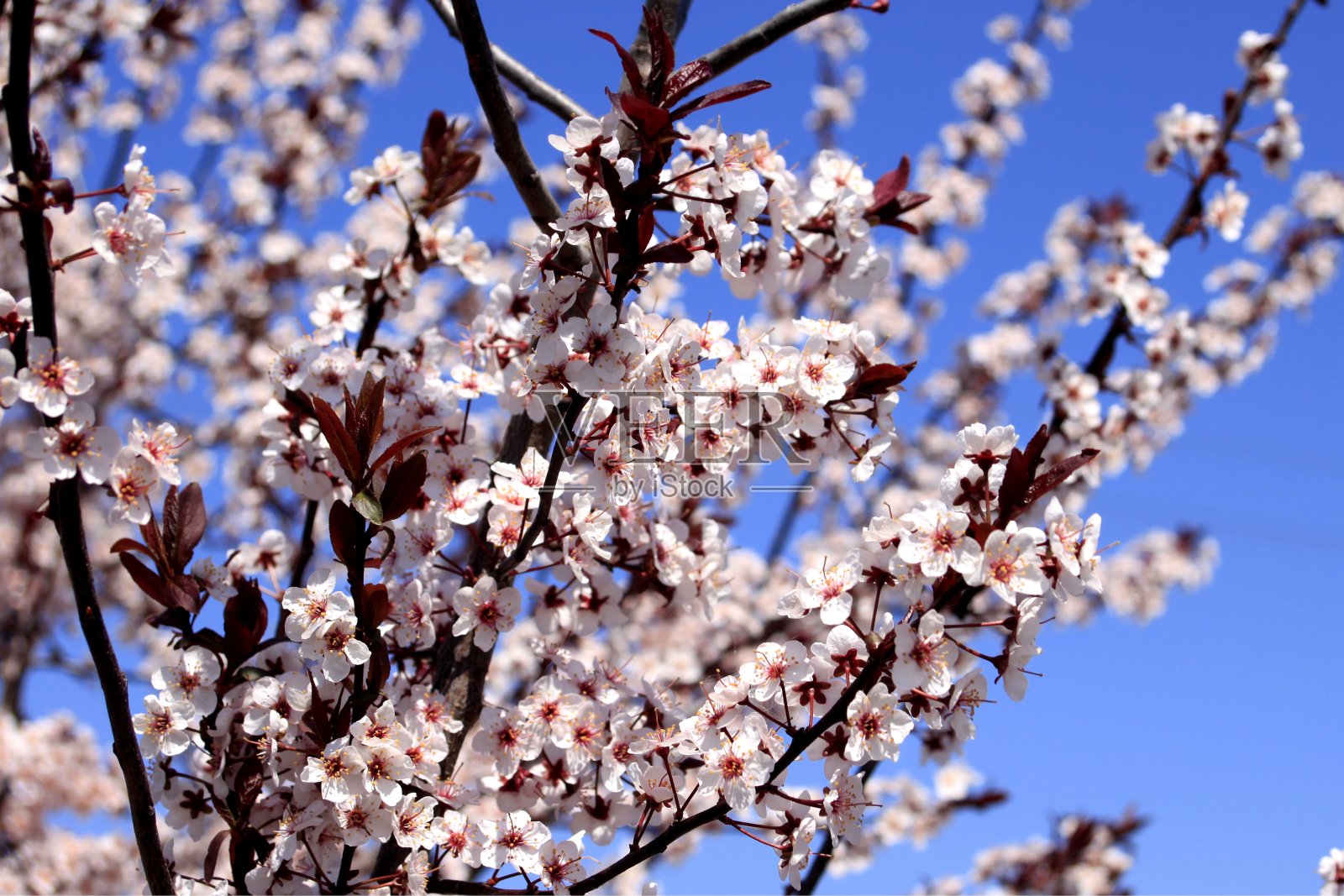 梅花照片摄影图片