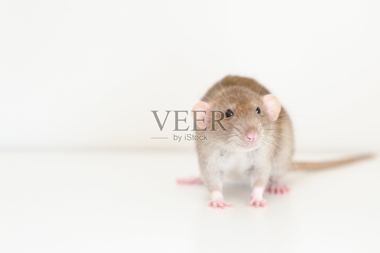 可爱的宠物毛绒绒的老鼠与棕色米色的皮毛在白色的背景照片摄影图片