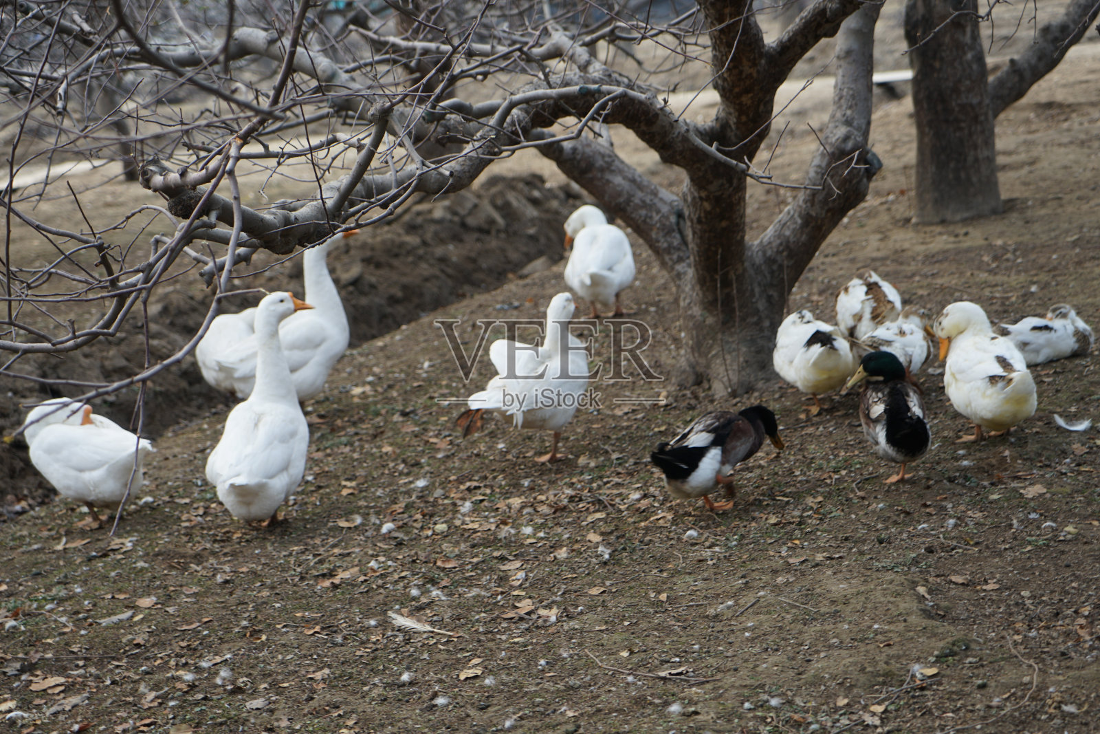 农场里的鸭子、鹅、家禽照片摄影图片