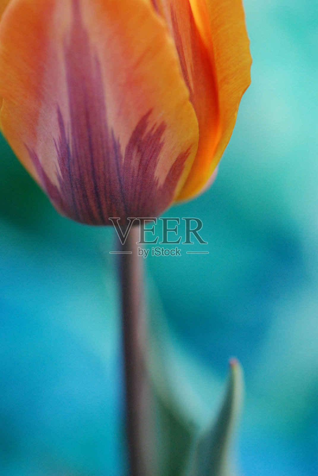 一朵漂亮的郁金香照片摄影图片