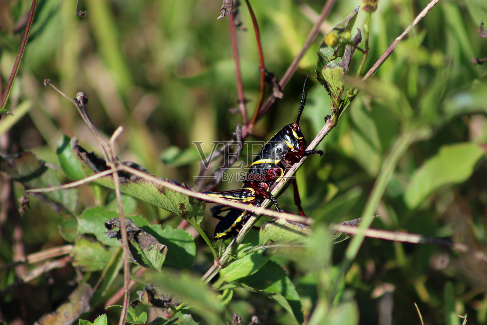 黑色蝗虫傻大个照片摄影图片