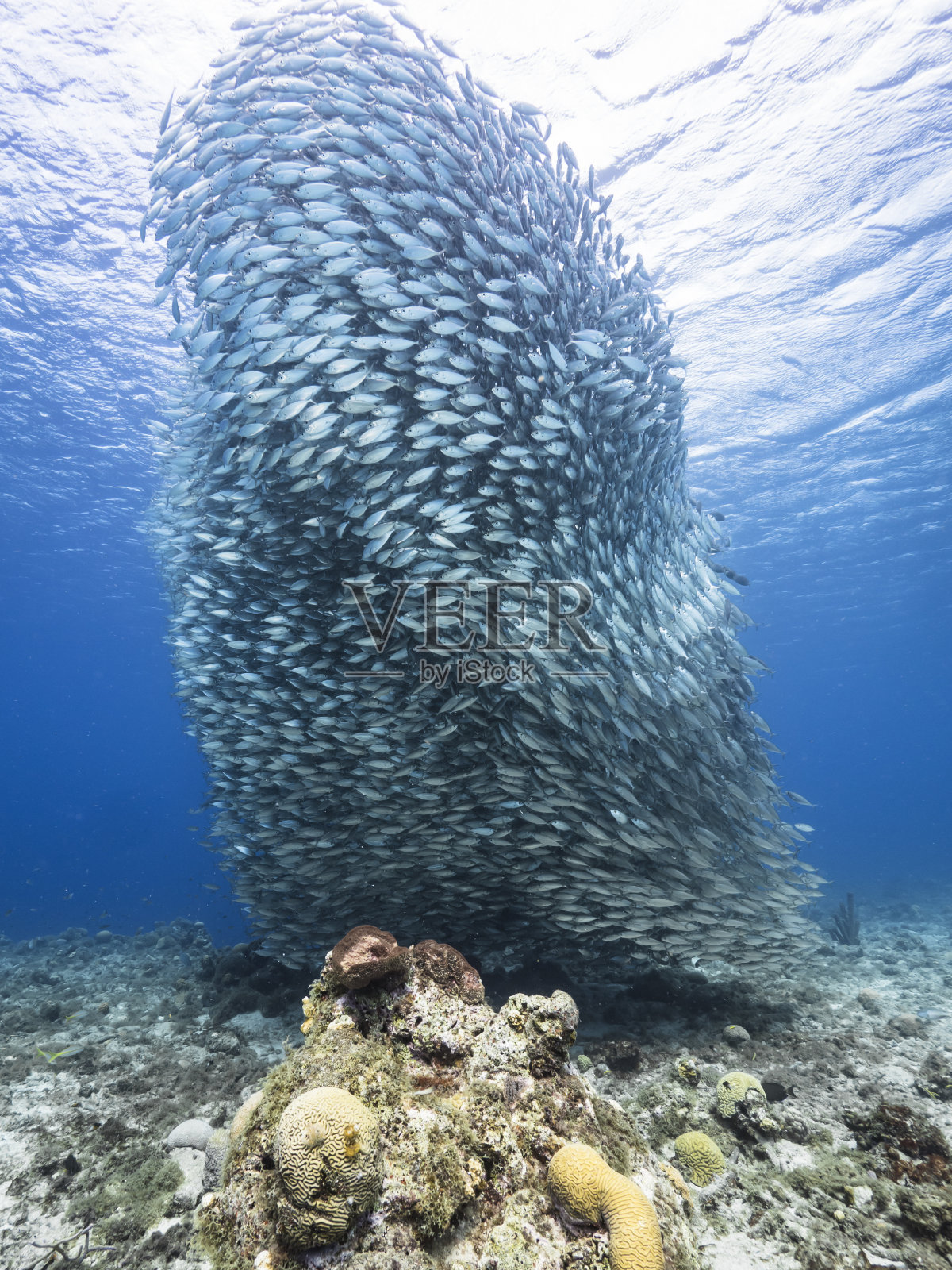 饵球/鱼群在加勒比海珊瑚礁的绿松石水/库拉索岛照片摄影图片