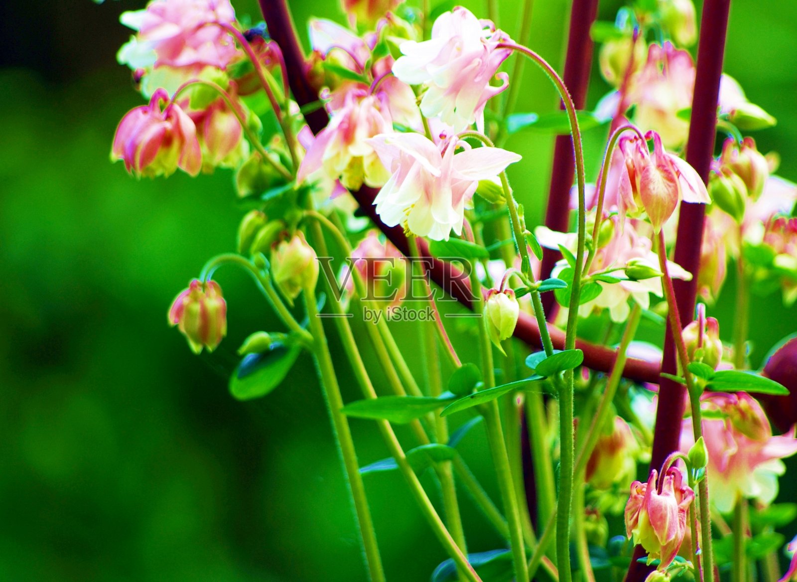 罗莎·阿凯莱照片摄影图片