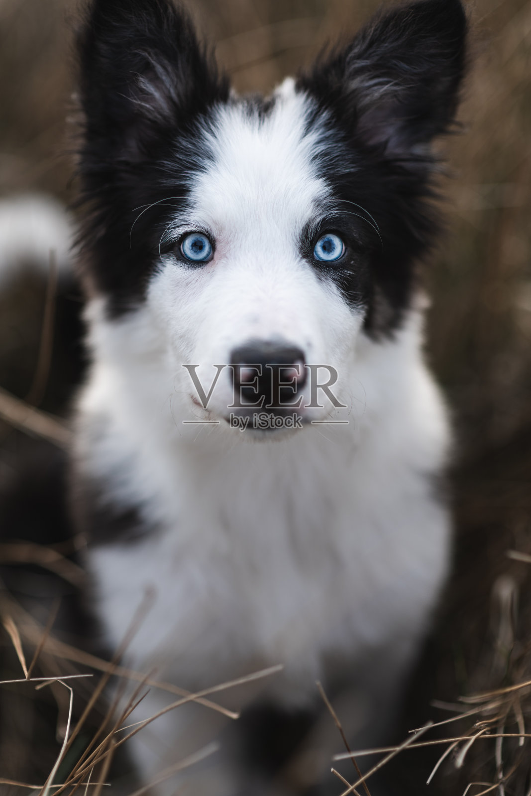 边境牧羊犬小狗照片摄影图片