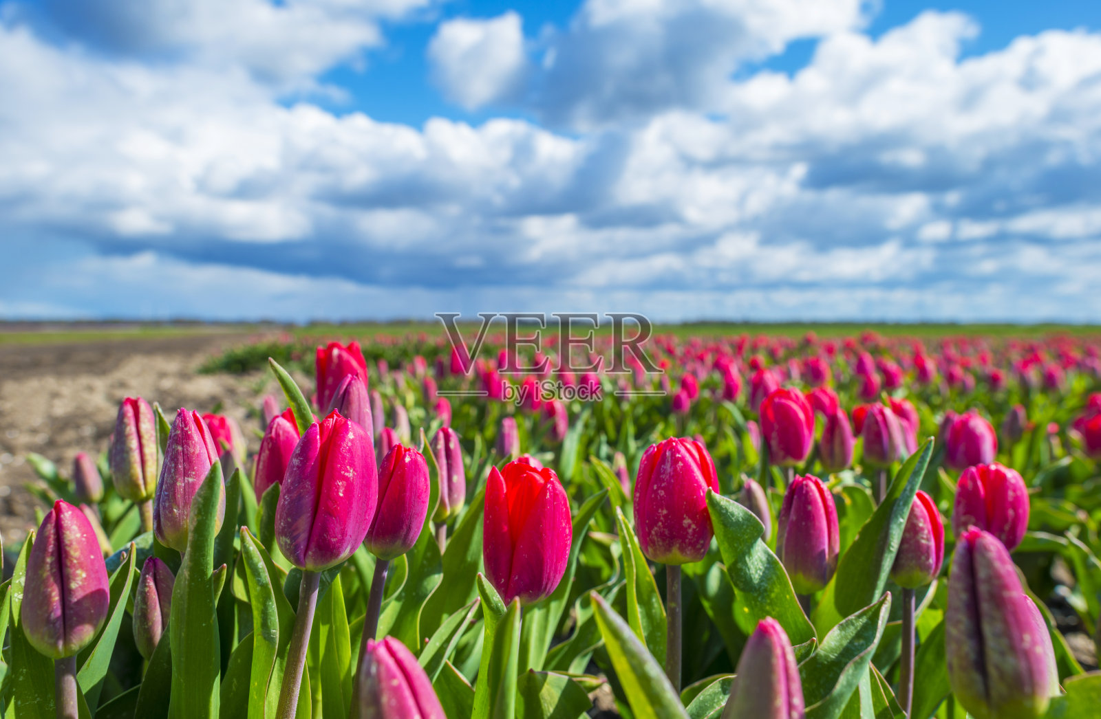 在春天的蓝天下,在阳光下的农田里,五颜六色的郁金香照片摄影图片