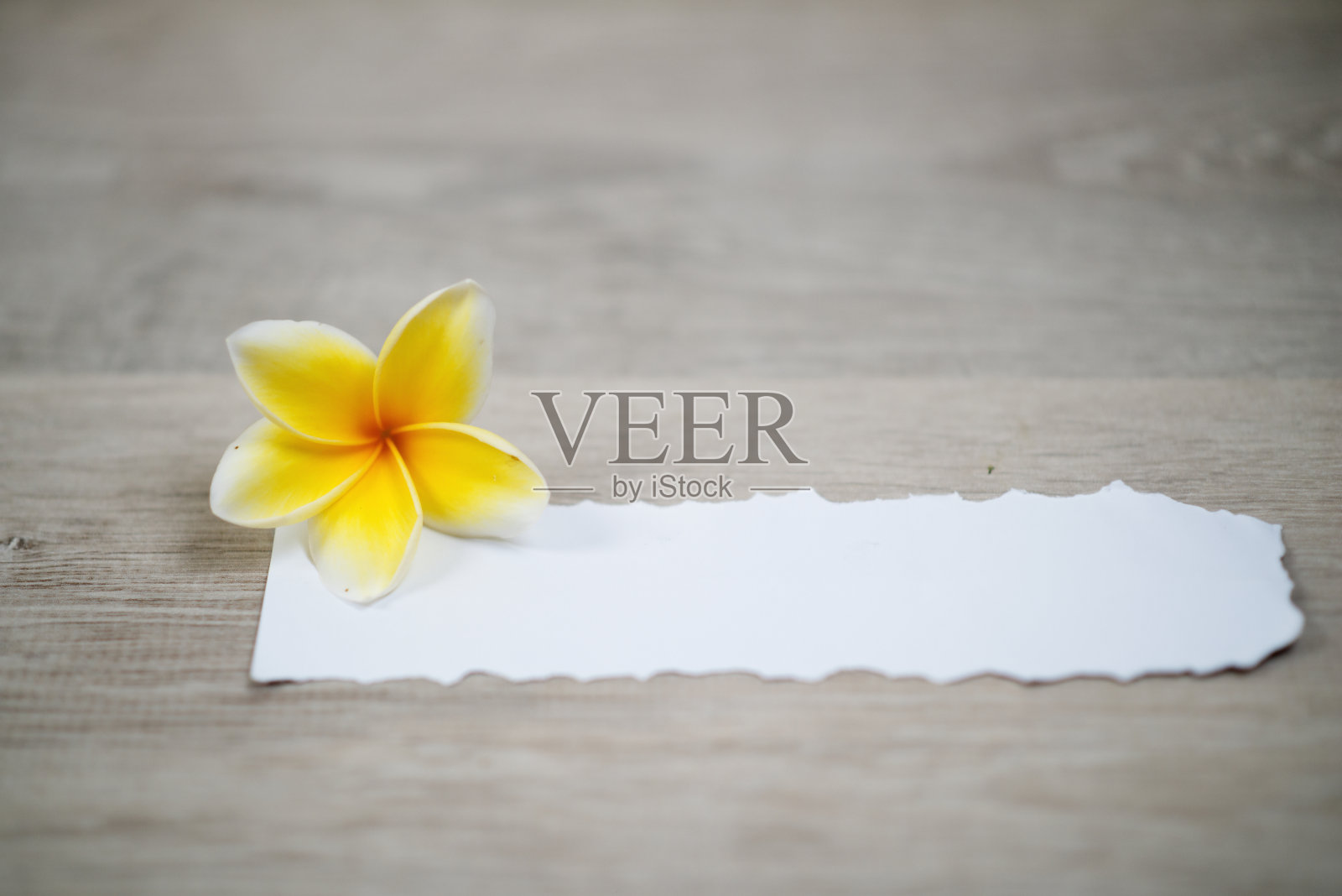 空白的撕破的纸和黄色的花在白色的木桌上。照片摄影图片
