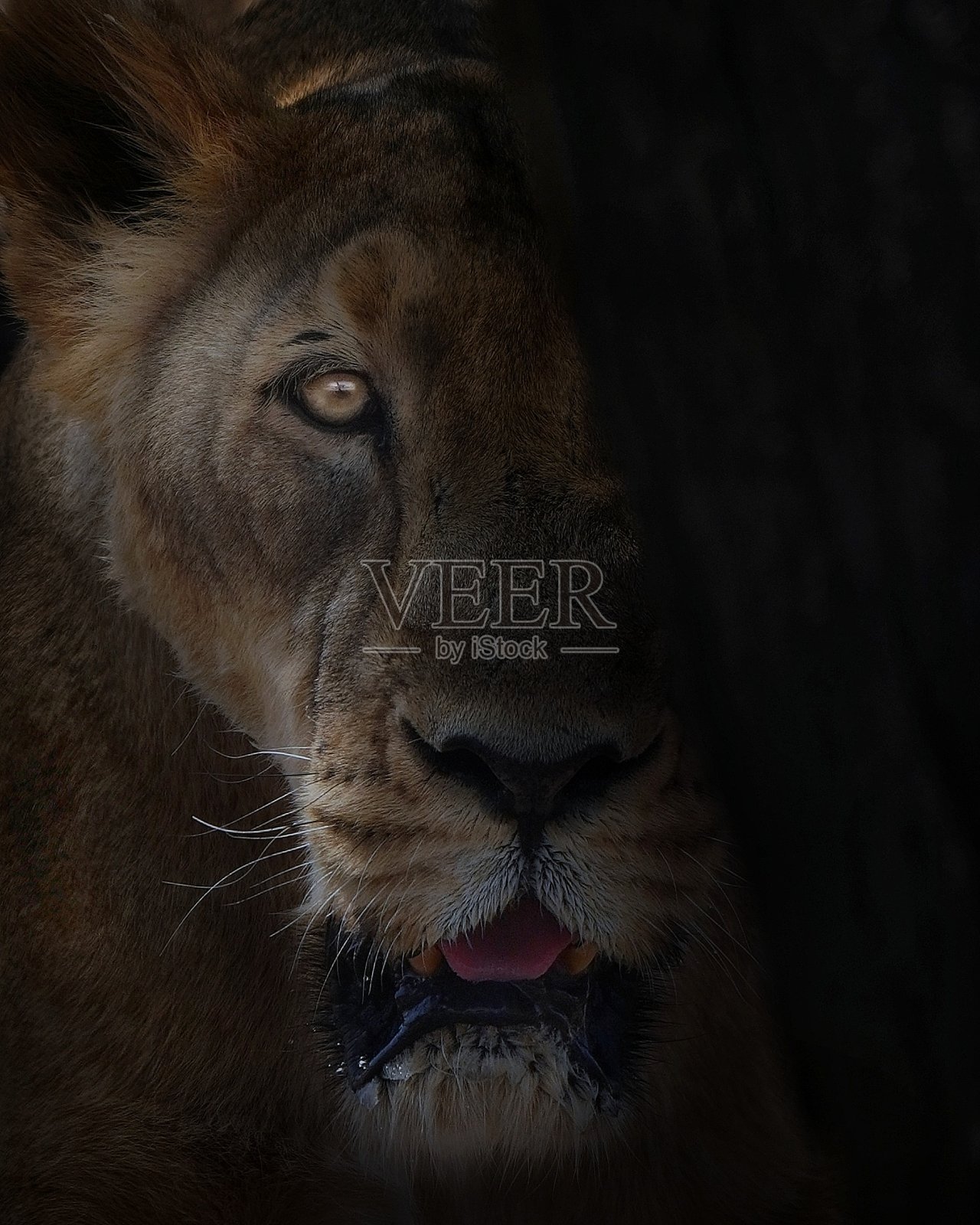 捕食者照片摄影图片