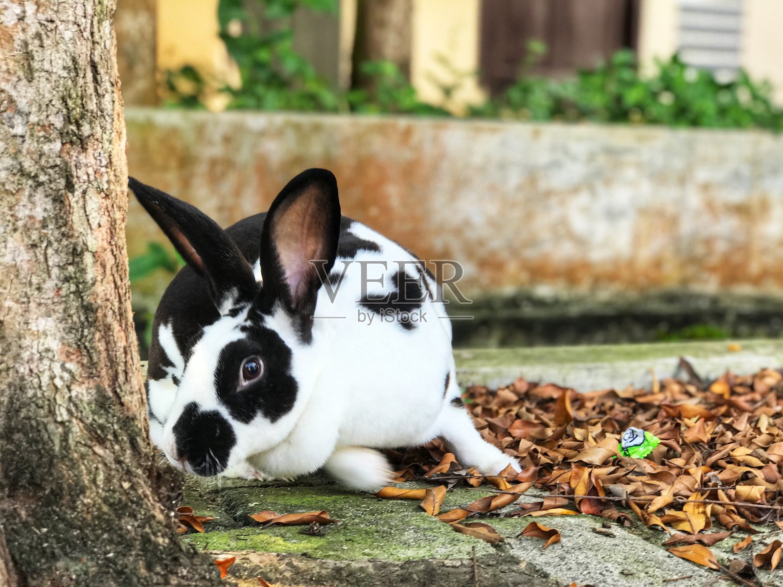 獭兔(怀孕兔)照片摄影图片