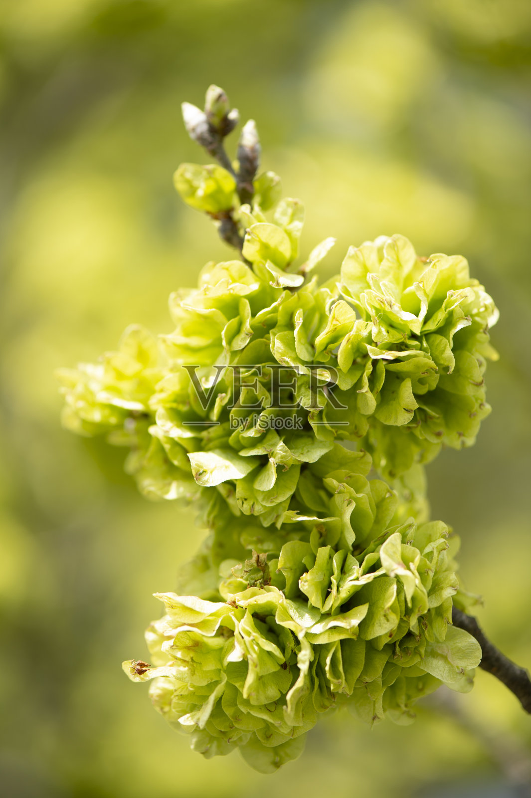 美丽的绿树开花了照片摄影图片