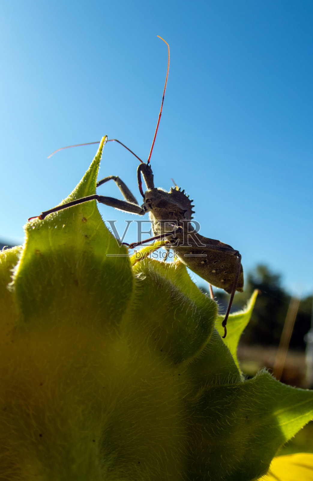 密苏里州,一只吓人的轮虫站在一株向日葵上照片摄影图片
