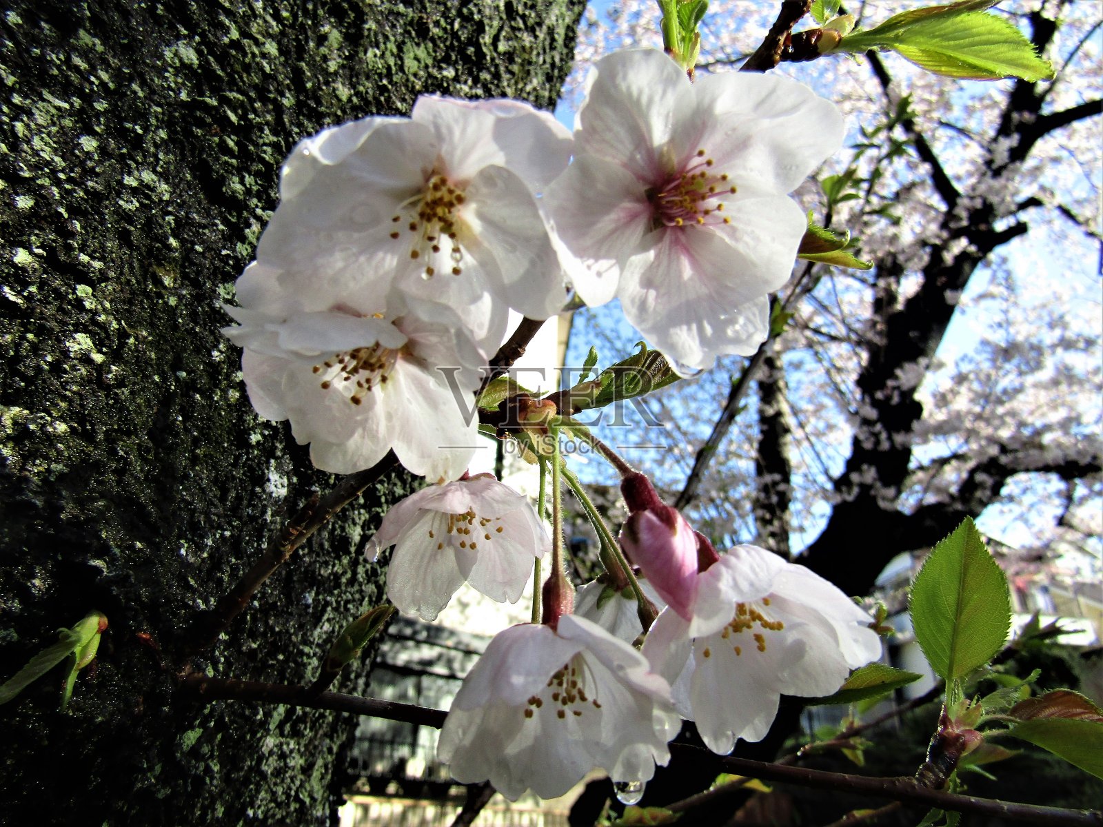 日本。3月底。雨夜过后,阳光明媚的早晨。老樱树干上的樱花。照片摄影图片