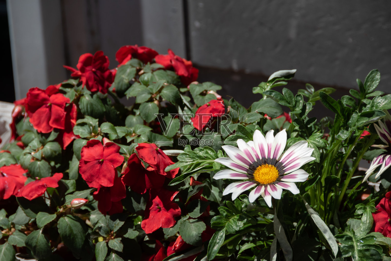 街道拐角处五颜六色的花坛照片摄影图片