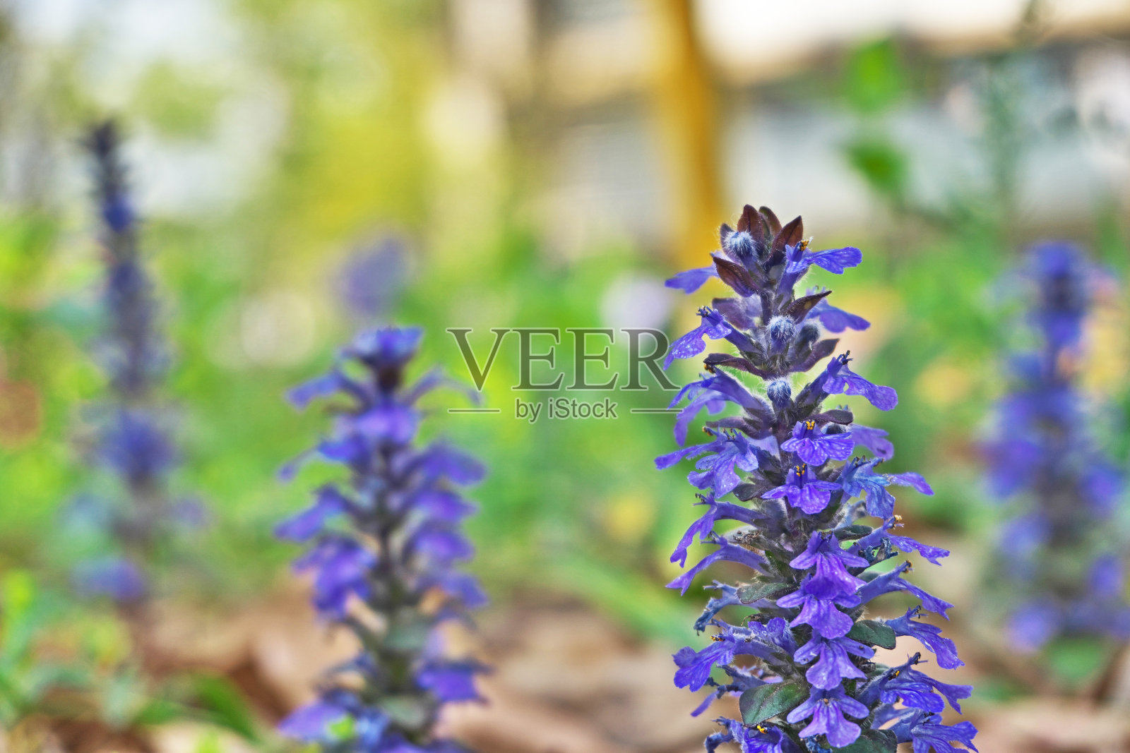 Ajuga照片摄影图片