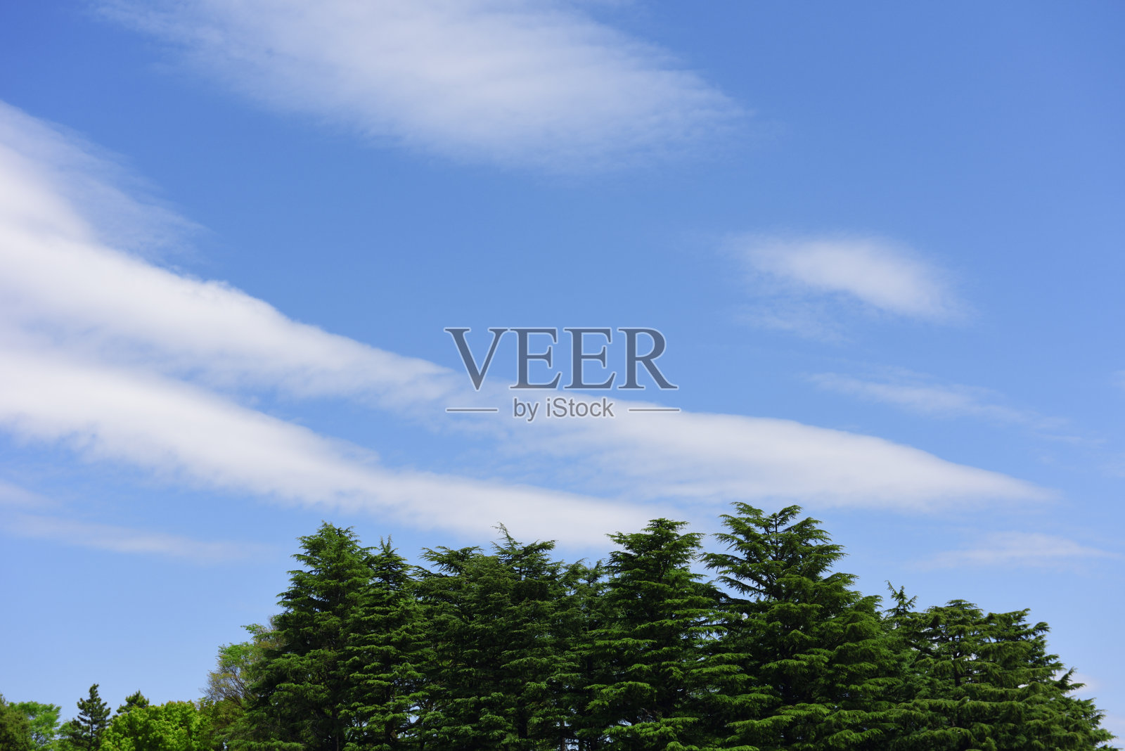 蓝天下的雪松。照片摄影图片