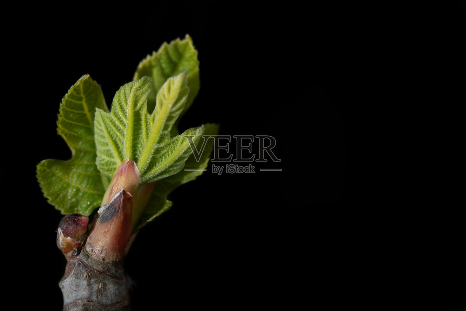 新鲜无花果叶的绿色芽在一幅图片的边缘,背景是黑色的照片摄影图片