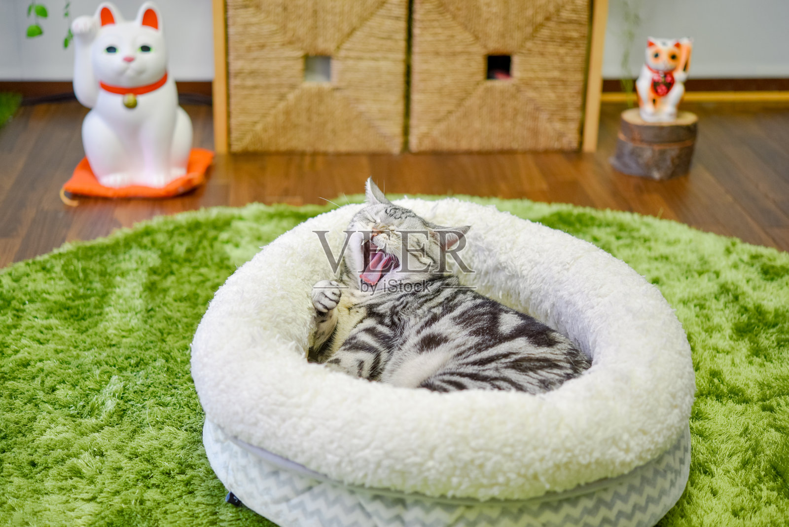 猫在床上打哈欠照片摄影图片