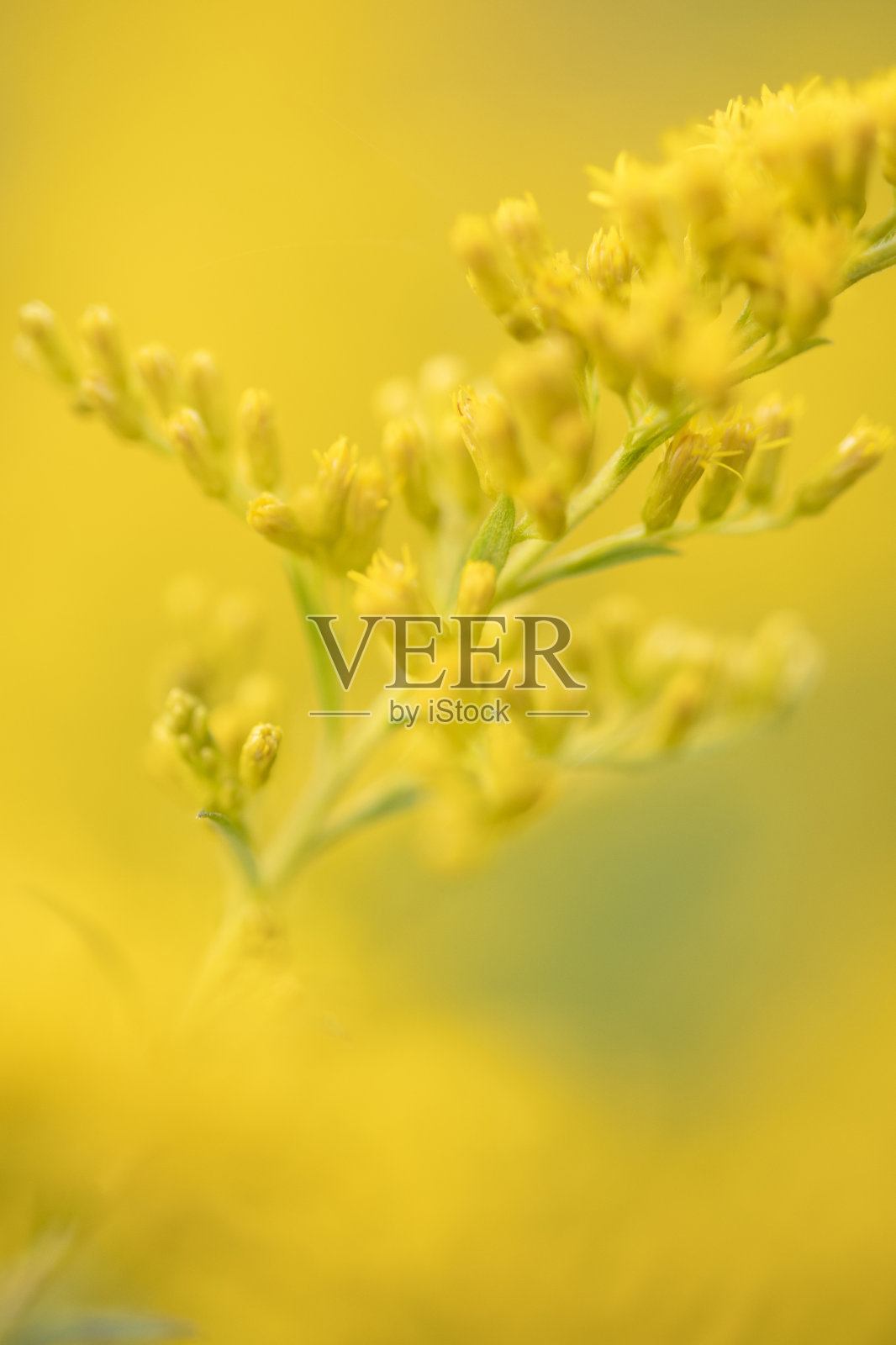 秋麒麟草属植物在开花照片摄影图片