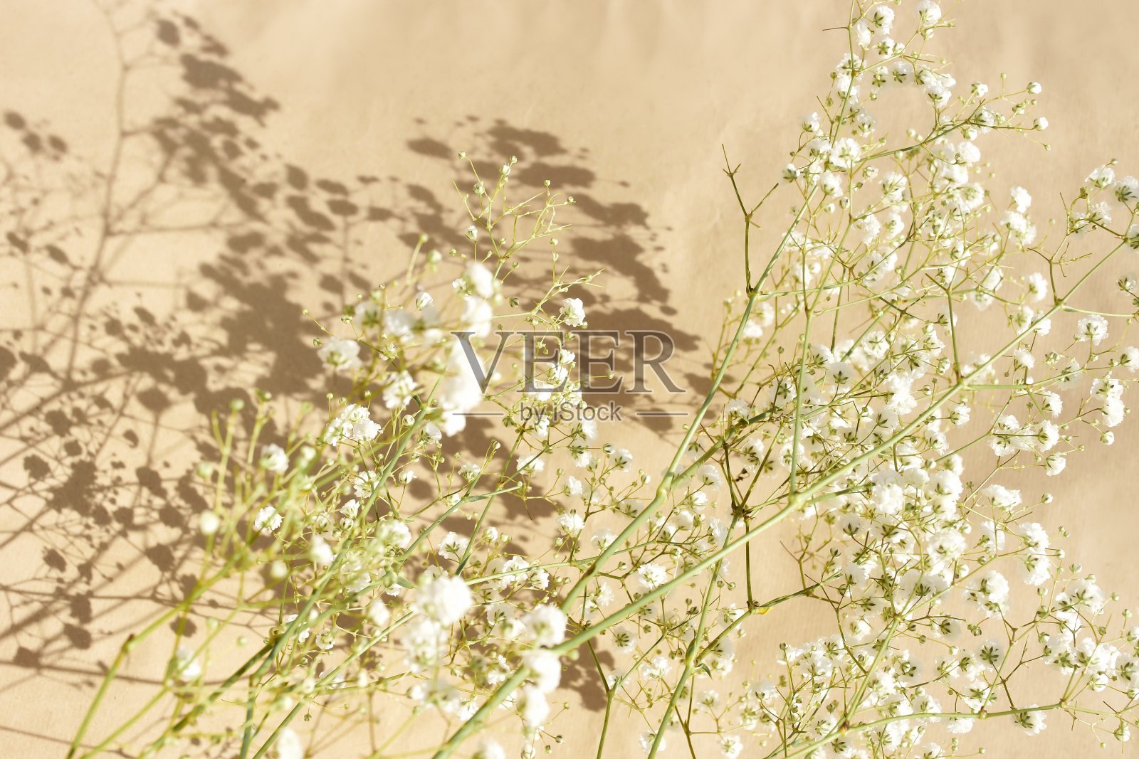 白色的gypsophila花或婴儿的呼吸花近米色背景选择焦点与阳光阴影。海报照片摄影图片