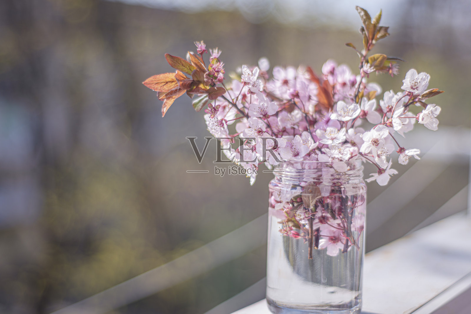 阳光明媚的日子里,一坛粉红色的春花照片摄影图片