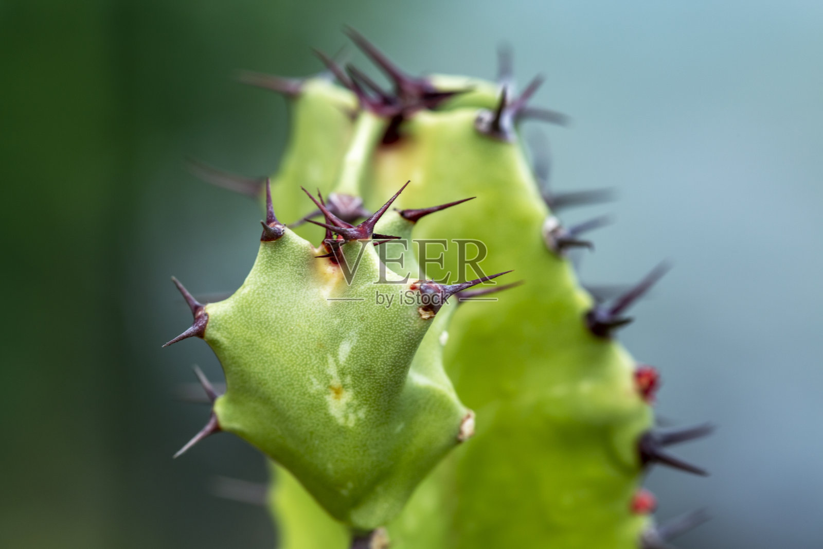 野生生长的仙人掌特写照片摄影图片