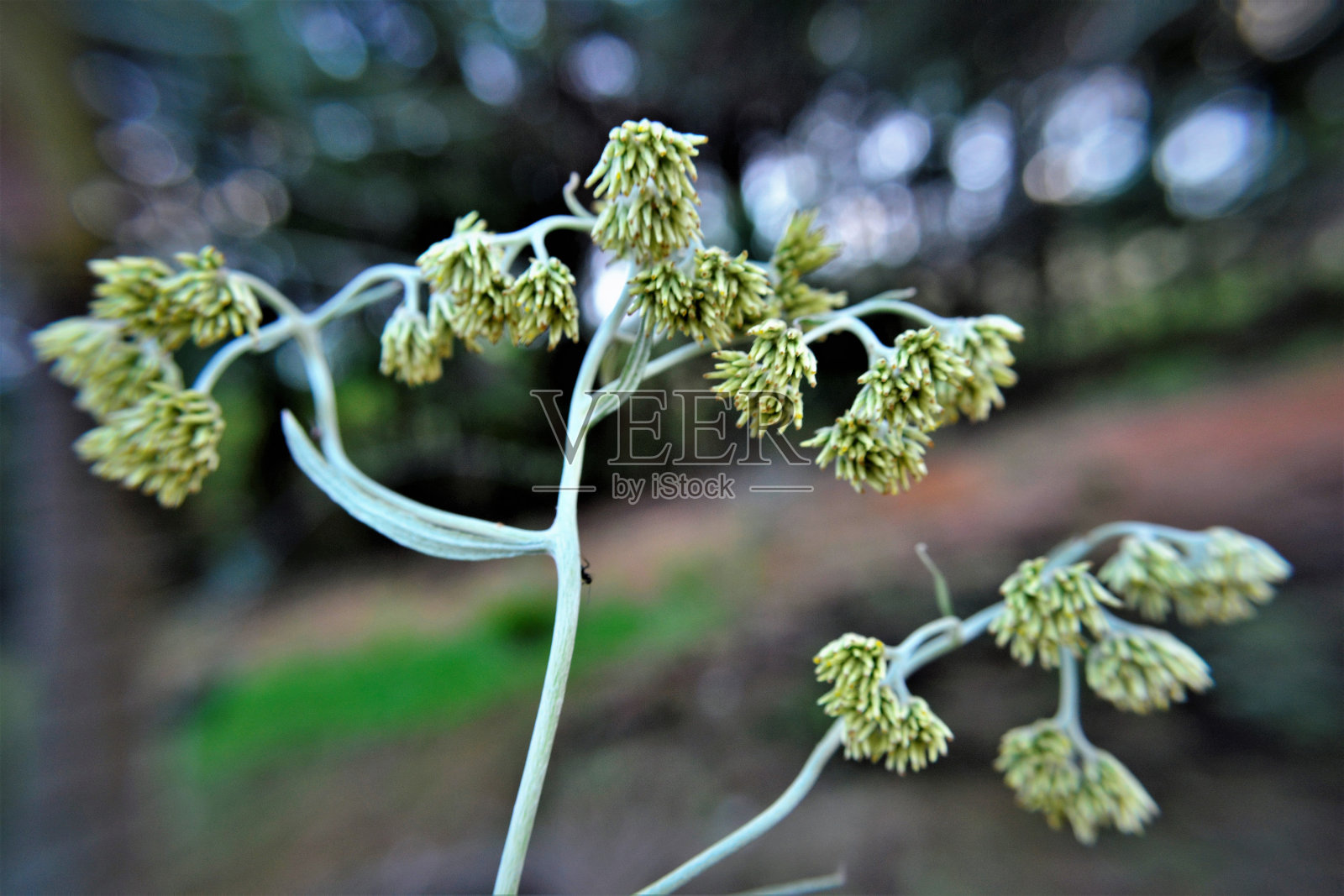 野菊花的花照片摄影图片