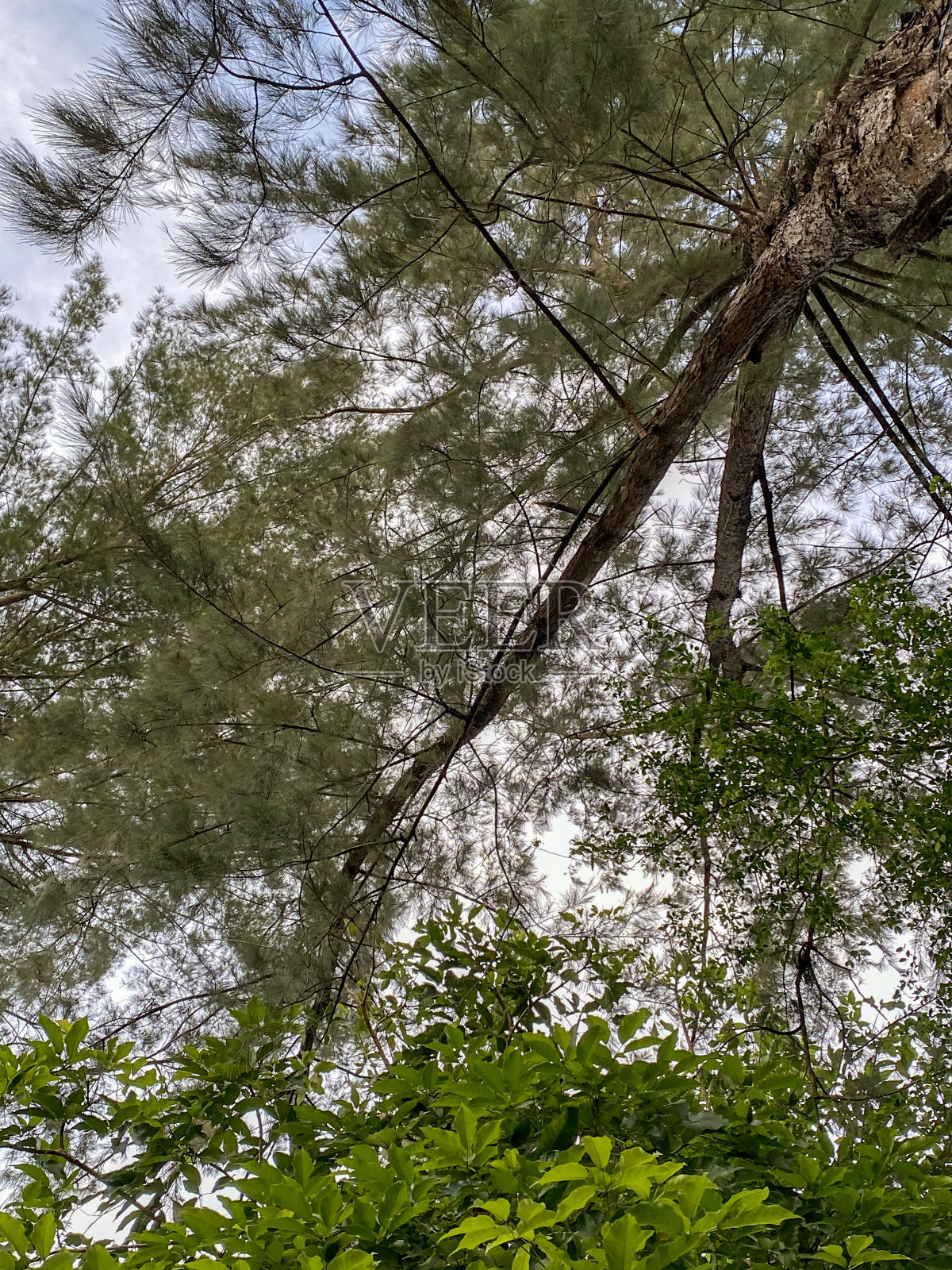 这棵树是从下面取的照片摄影图片