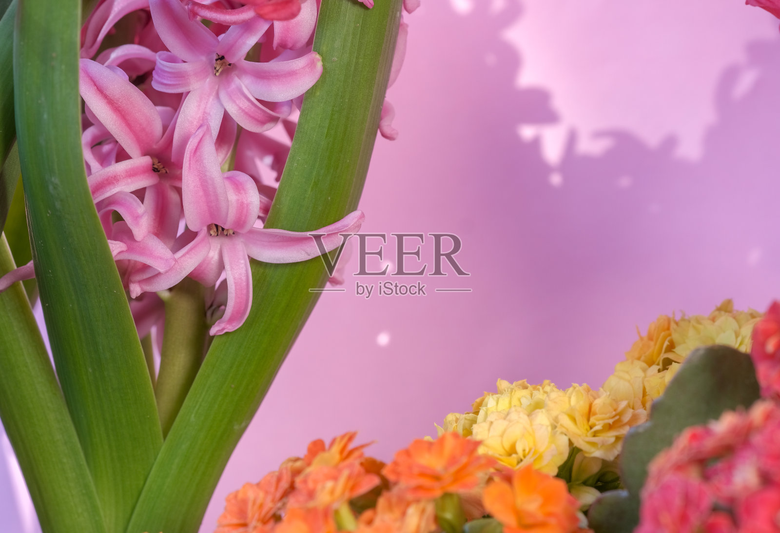 美丽的春天盆花。盛开的粉色风信子照片摄影图片