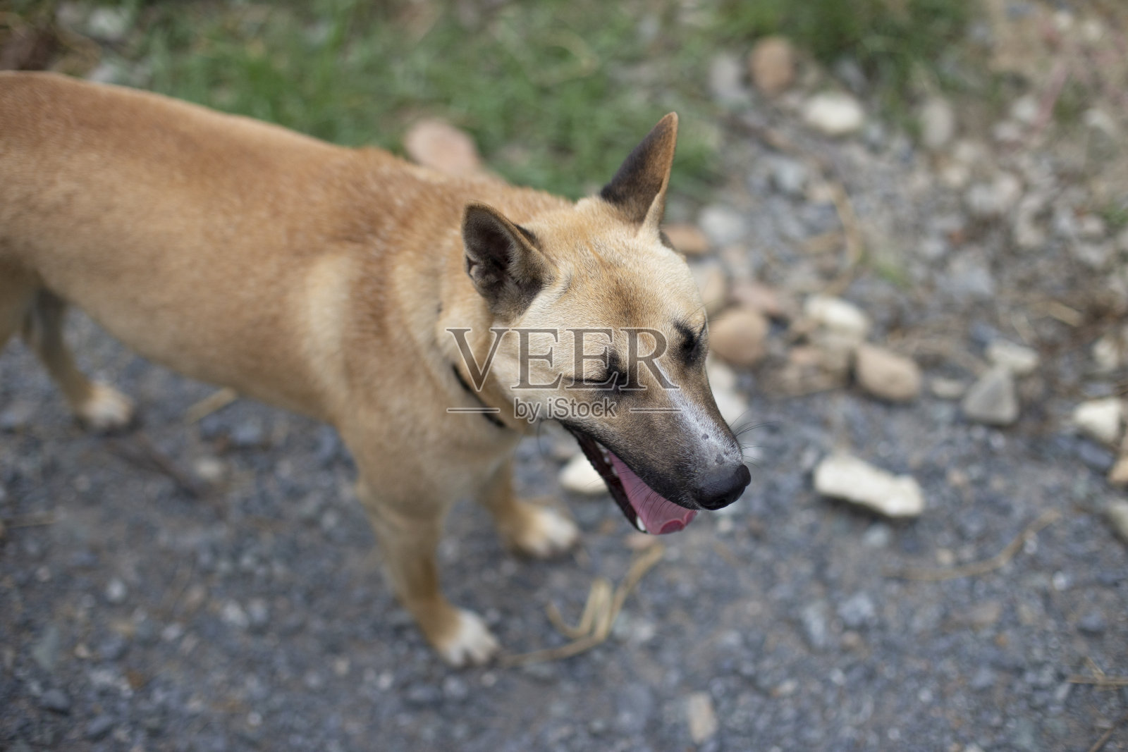 近距离照片的狗照片摄影图片
