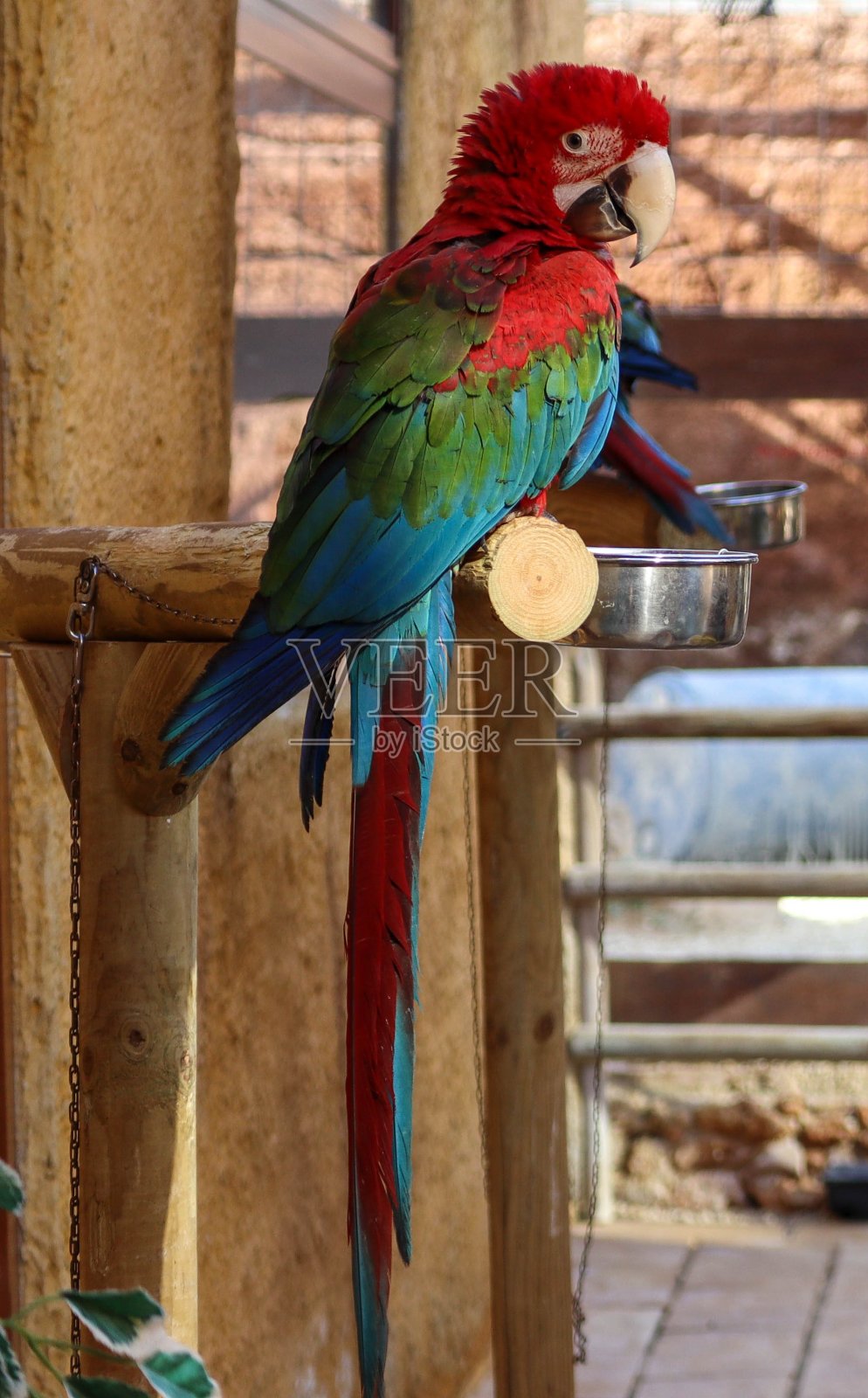 金刚鹦鹉,蓝色金刚鹦鹉,风信子金刚鹦鹉,猩红色金刚鹦鹉,金刚鹦鹉鸟,金刚鹦鹉,斯派克斯金刚鹦鹉,蓝色和金色金刚鹦鹉,出售金刚鹦鹉,军事金刚鹦鹉照片摄影图片